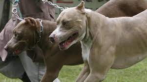  Maltrato animal. Diputados tipifican como delito las peleas de perros