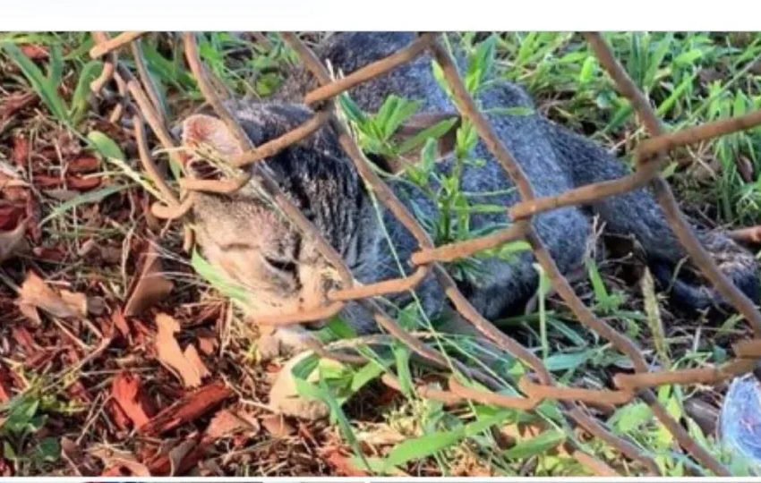 Un transeúnte vio ‘algo’ atrapado en una cerca de un parque de Florida. ¿Qué animal era?